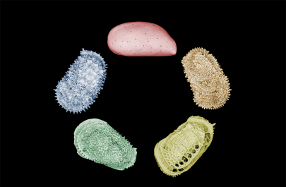 Fossil data has shown that over time deep-sea ecosystems have been affected by temperature changes and food input, raising questions about possible negative effects of intervention measures to mitigate against climate change.